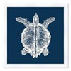 Turtle In Blue Reverse